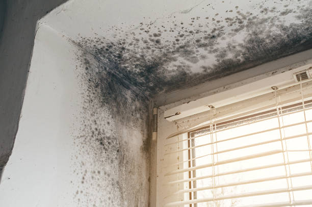 Affordable Mold Cleanup solutions in Tempe, AZ
